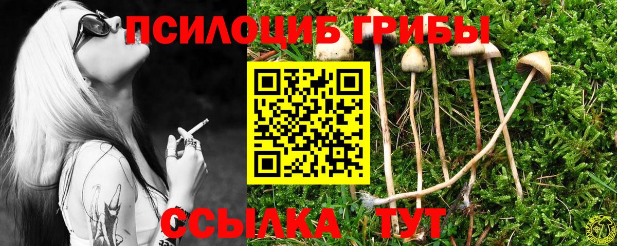 Псилоцибиновые грибы Psilocybine cubensis Междуреченск
